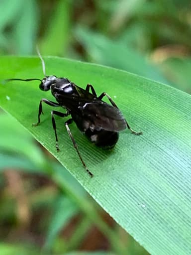 Formica subsericea photo 27