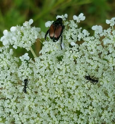 Formica subsericea photo 31
