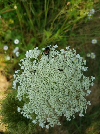 Formica subsericea photo 32