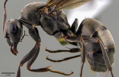 Formica subsericea photo 33