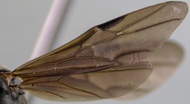 Formica subsericea photo 35