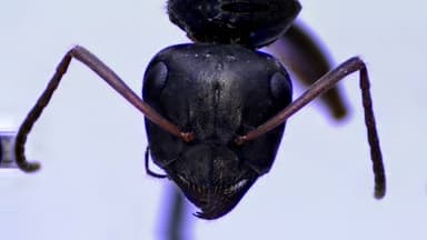 Formica subsericea — queen photo 37