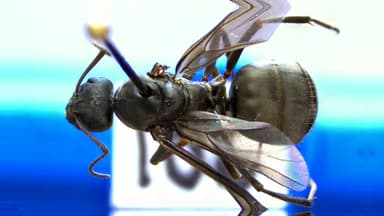 Formica subsericea — queen photo 39