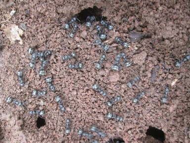Formica subsericea photo 43
