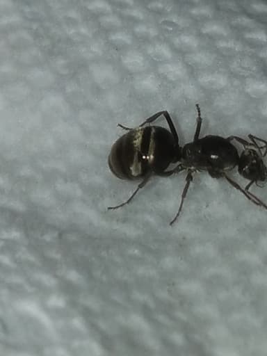 Formica subsericea photo 46