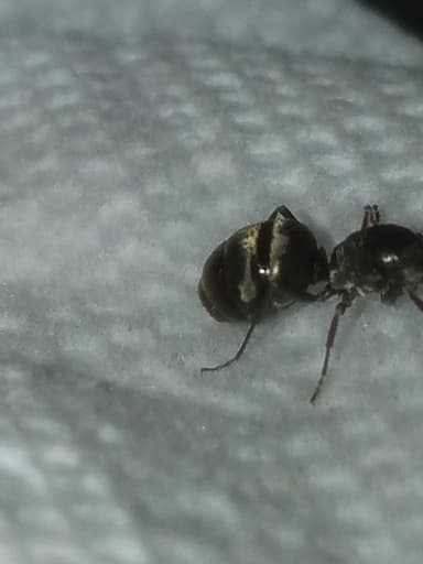 Formica subsericea photo 47