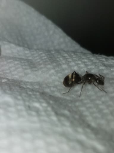 Formica subsericea photo 48