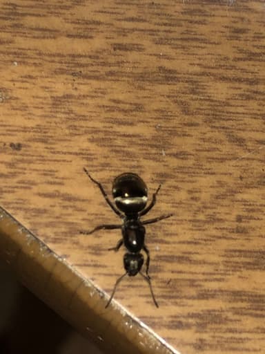 Formica subsericea photo 49