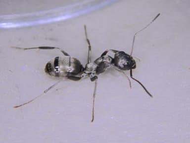 Formica subsericea photo 51
