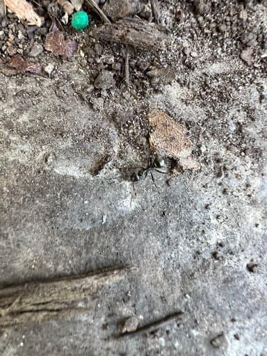 Formica subsericea photo 55