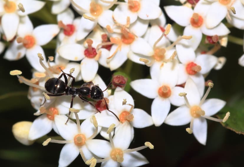 Formica subsericea photo 1