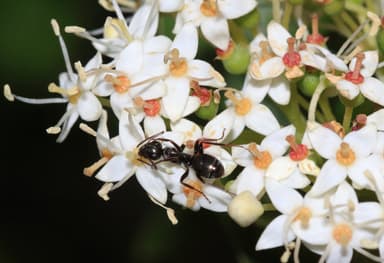 Formica subsericea photo 2