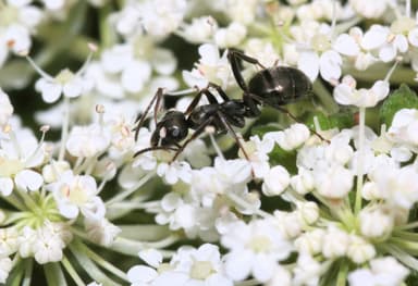 Formica subsericea — queen photo 3