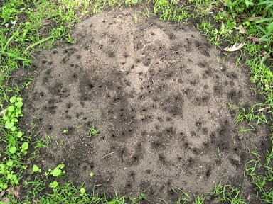 Formica subsericea photo 7