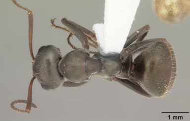 Formica subsericea — queen photo 8