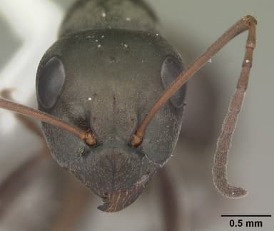 Formica subsericea — queen photo 10