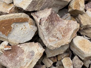Formica transmontanis photo 4