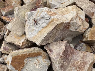 Formica transmontanis photo 5