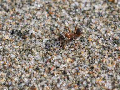 Formica transmontanis photo 6