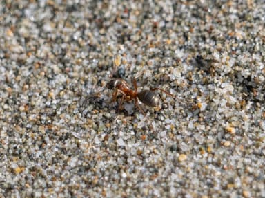 Formica transmontanis photo 7
