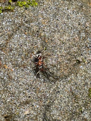 Formica transmontanis photo 8