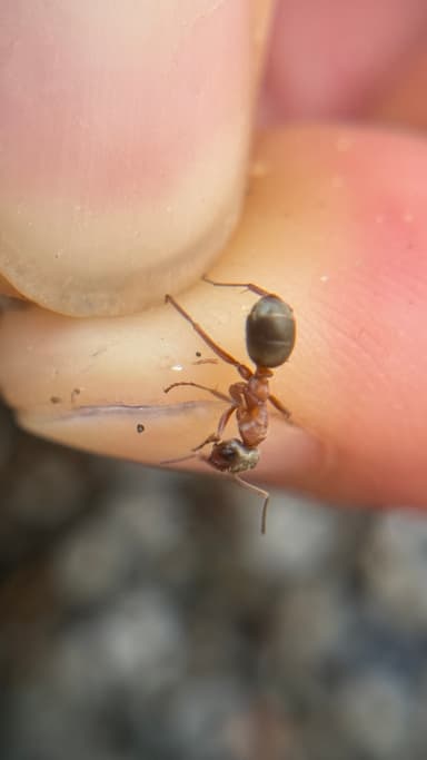 Formica transmontanis photo 15