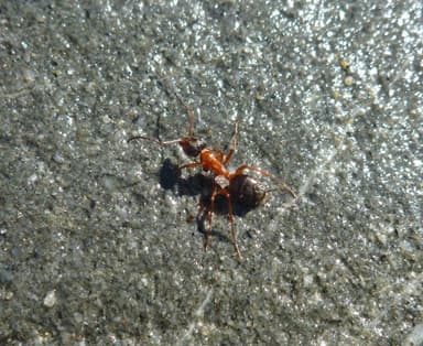 Formica transmontanis photo 18
