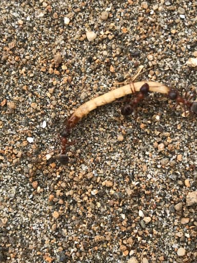 Formica transmontanis photo 20