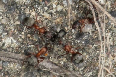 Formica transmontanis photo 22