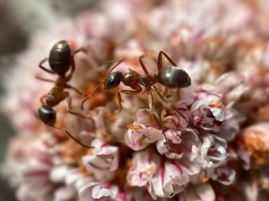 Formica transmontanis photo 23