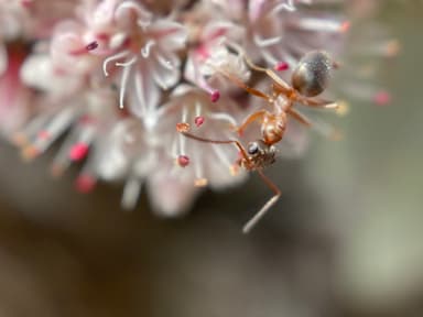 Formica transmontanis photo 24