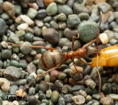 Formica transmontanis photo 27
