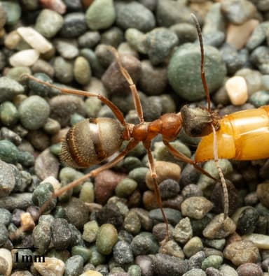 Formica transmontanis photo 32