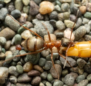 Formica transmontanis photo 33
