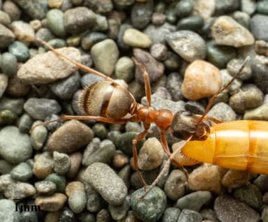 Formica transmontanis photo 34