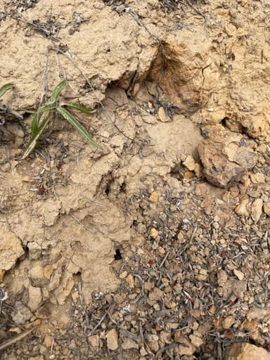 Formica transmontanis photo 35