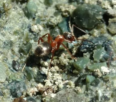 Formica transmontanis — colony photo 36