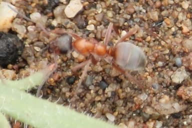 Formica transmontanis photo 37