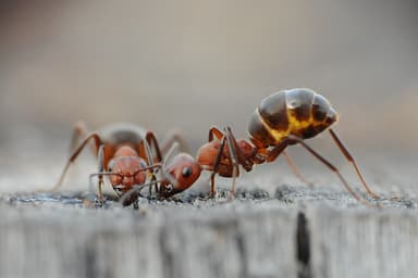 Formica truncorum photo 53