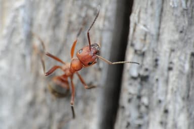 Formica truncorum photo 54