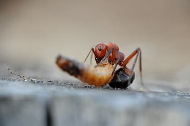 Formica truncorum photo 57