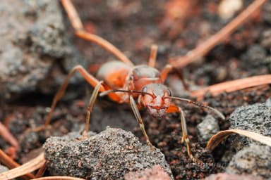 Formica truncorum — colony photo 10