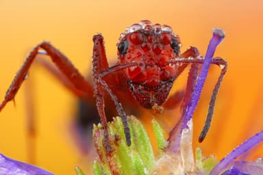 Formica truncorum photo 13