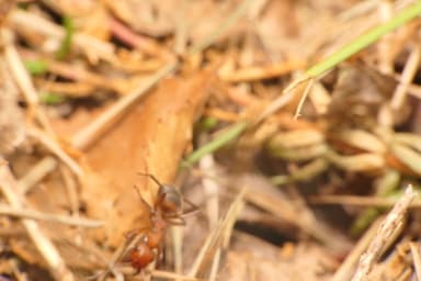 Formica truncorum photo 19