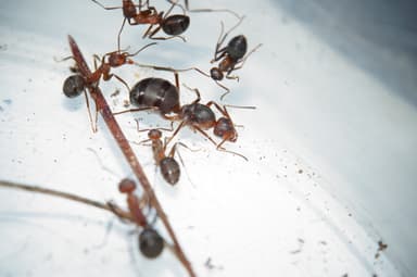 Formica truncorum photo 25