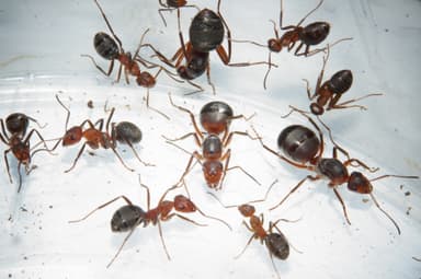 Formica truncorum photo 29