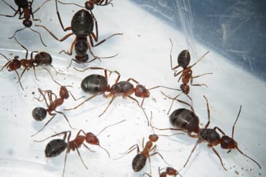 Formica truncorum photo 31