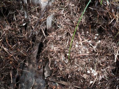 Formica truncorum photo 37