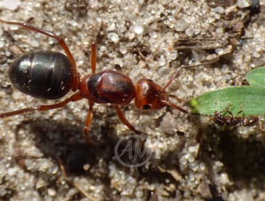 Formica truncorum photo 43
