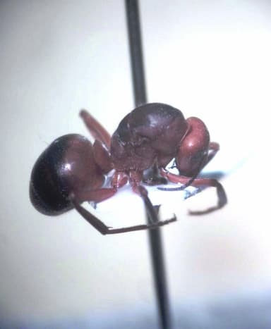 Formica truncorum photo 44